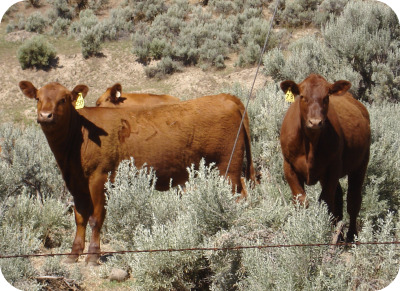 Wenas cattle.jpg